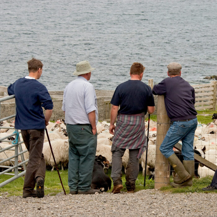 male crofters facing away at penned sheep with sheep dogs