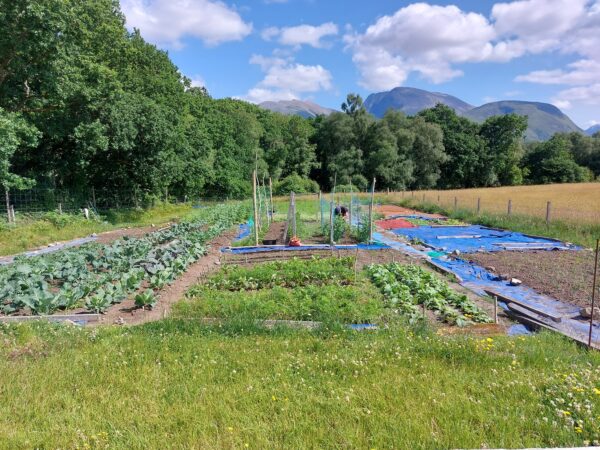 Vegetable patch on croft