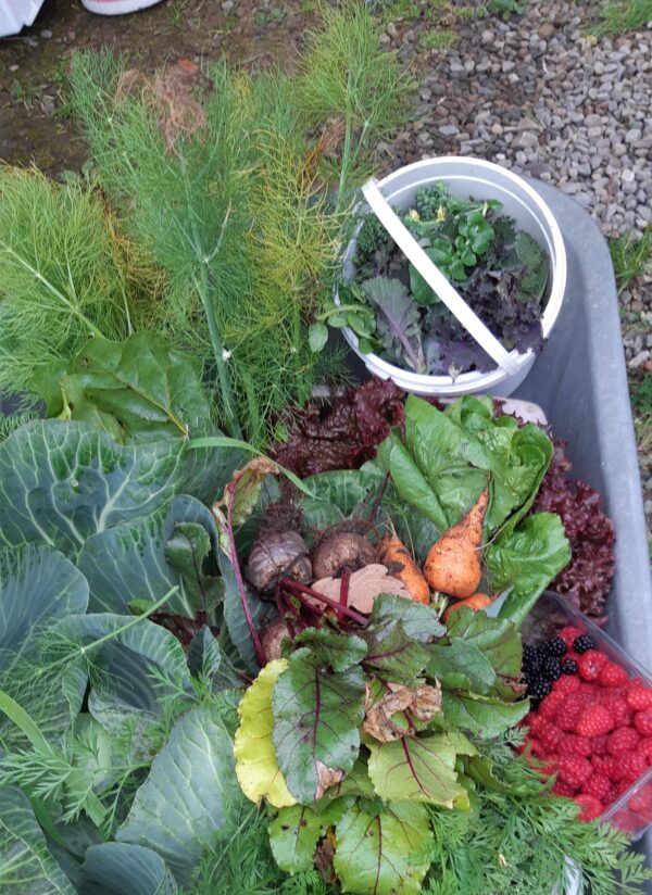 Craigdhu Croft fruit and vegetable harvest in a wheelbarrow