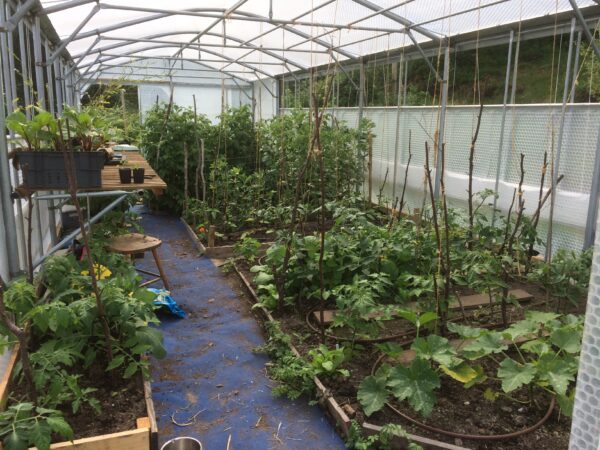 vegetables growing inside keder polytunnel