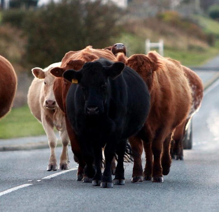 MSPs demand better support for crofters, but new agriculture policy proposals leave little hope