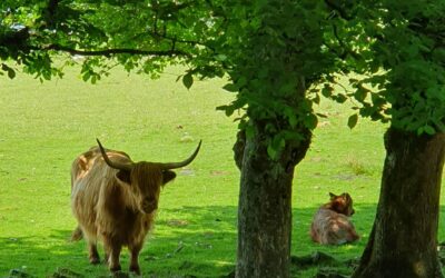 Scottish Crofting Federation urges Minister for Agriculture to introduce derogation on calving conditionality 