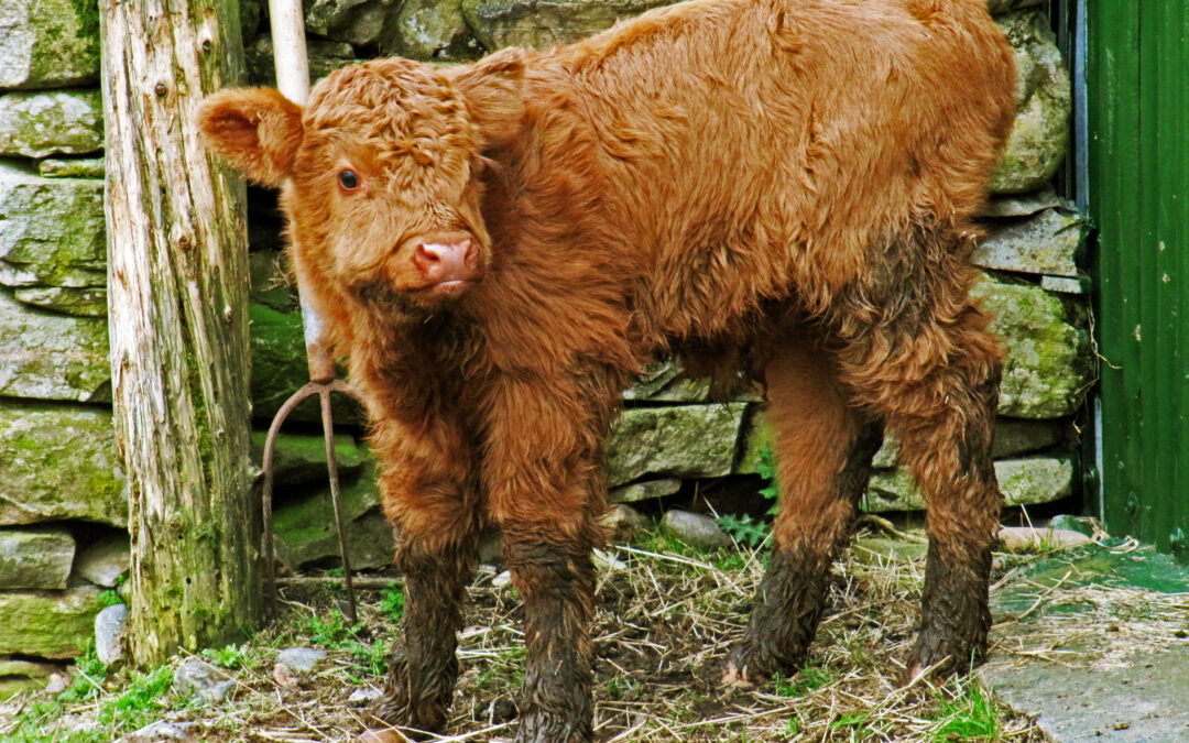 SCF secures significant reassurances on calving interval conditionality